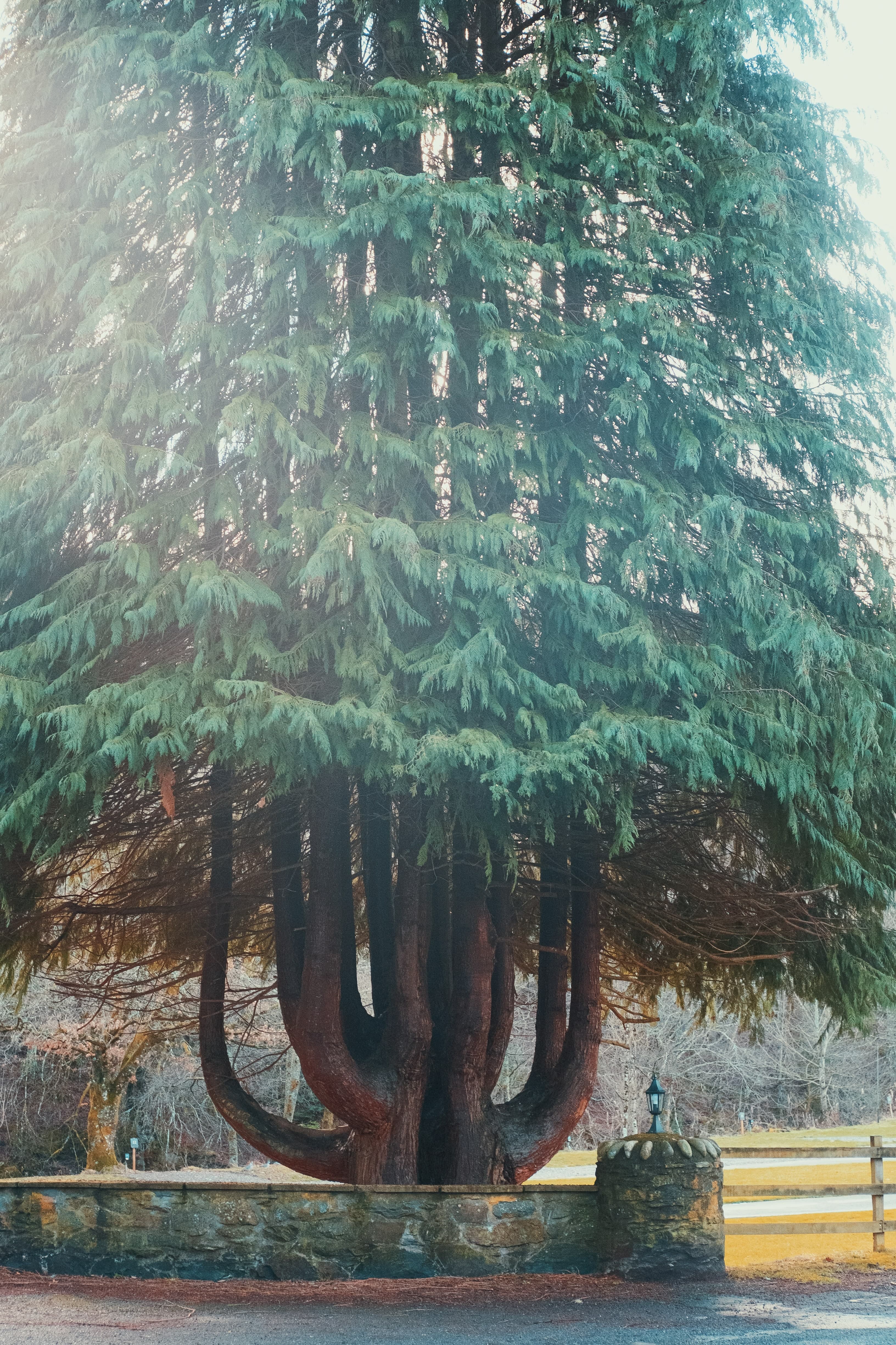 Reflection Remembered