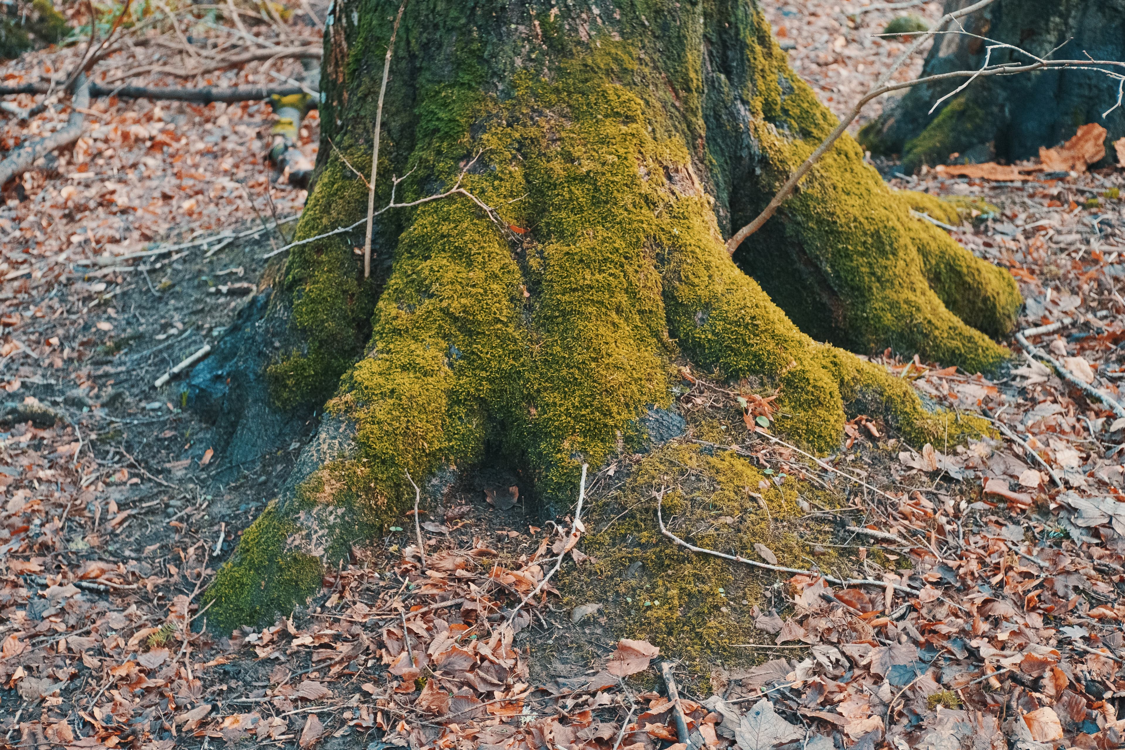 Composition Observed